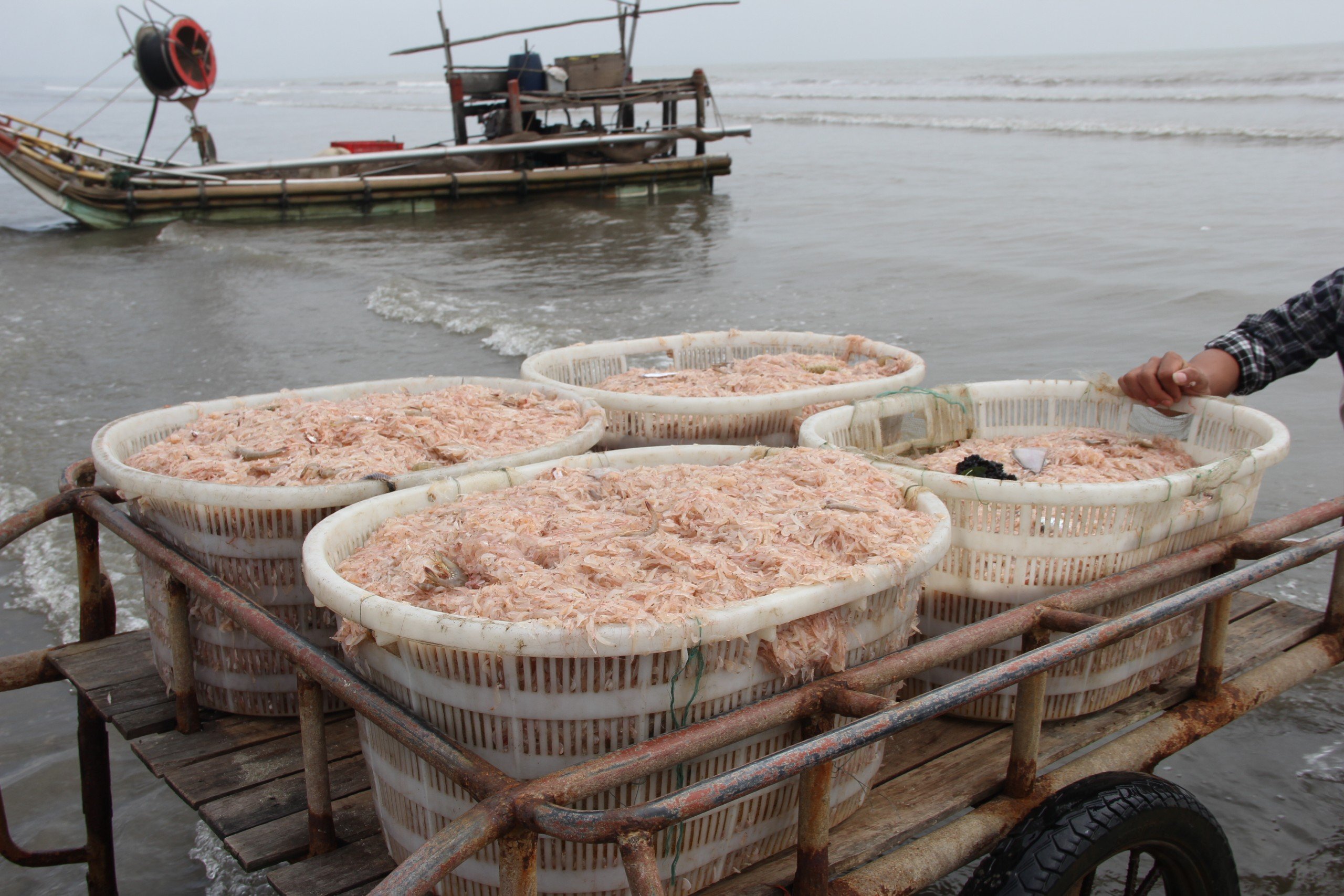 Dân sinh - Đầu năm ngư dân thu tiền triệu mỗi ngày nhờ 'lộc biển' (Hình 8).