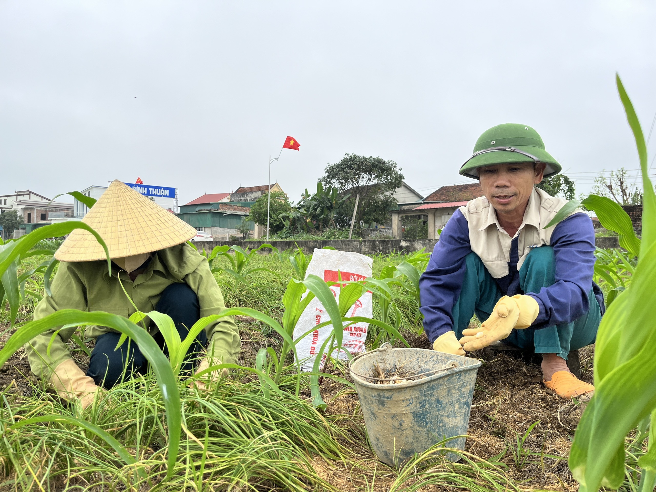 Dân sinh - Nông dân xứ Nghệ bội thu vì giá hành tăm đầu mùa tăng cao (Hình 2).