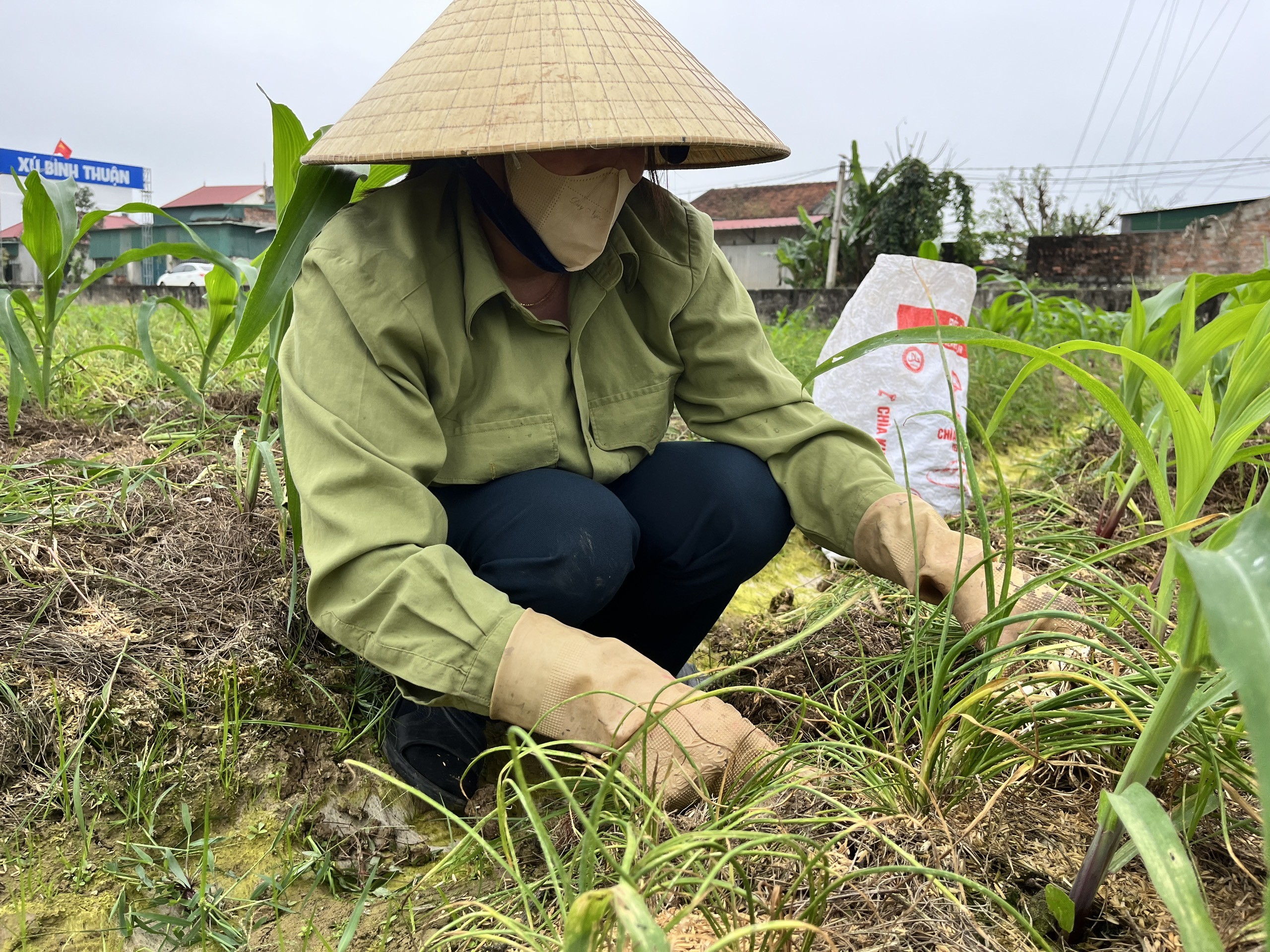 Dân sinh - Nông dân xứ Nghệ bội thu vì giá hành tăm đầu mùa tăng cao (Hình 3).