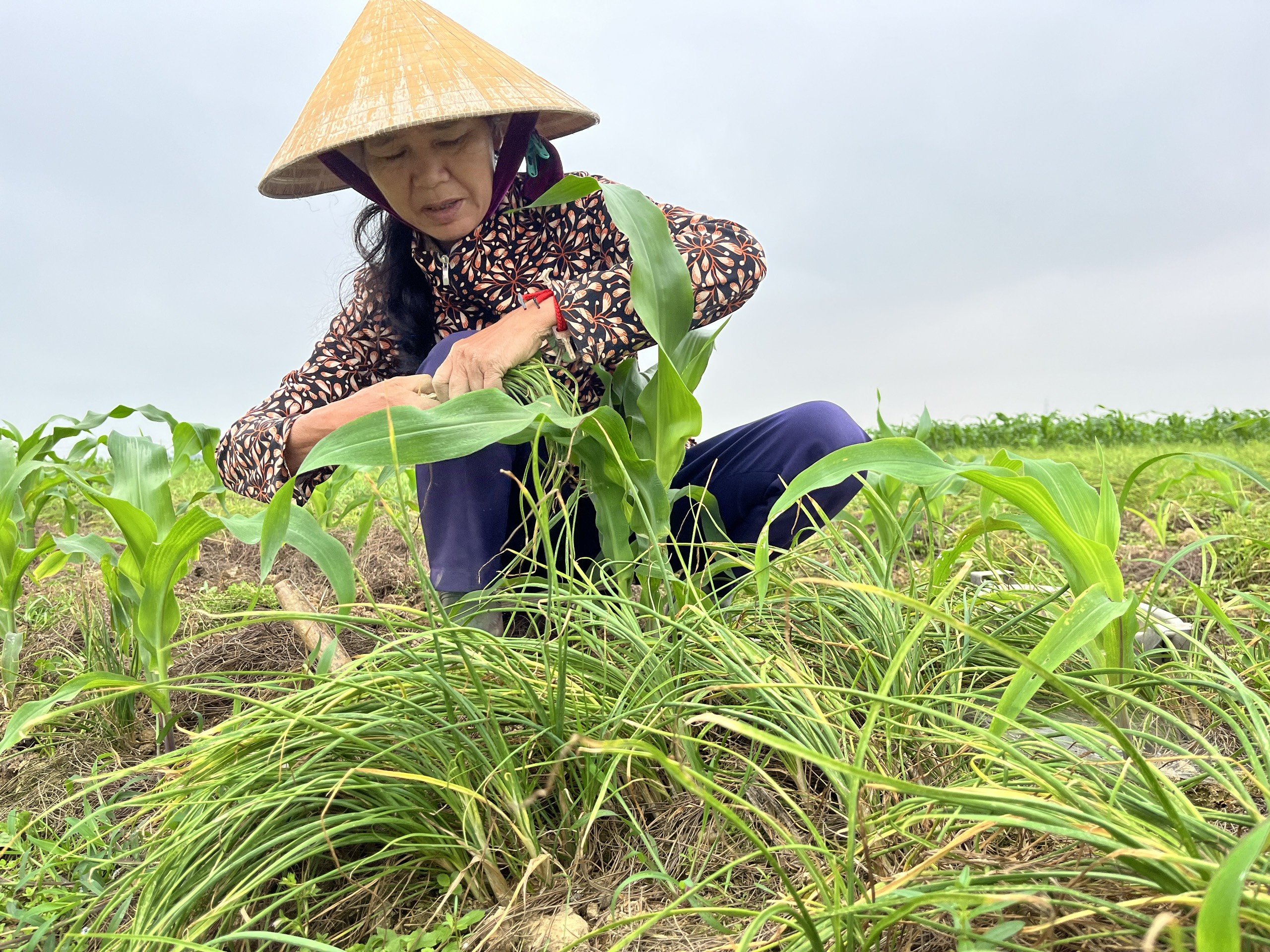 Dân sinh - Nông dân xứ Nghệ bội thu vì giá hành tăm đầu mùa tăng cao (Hình 9).