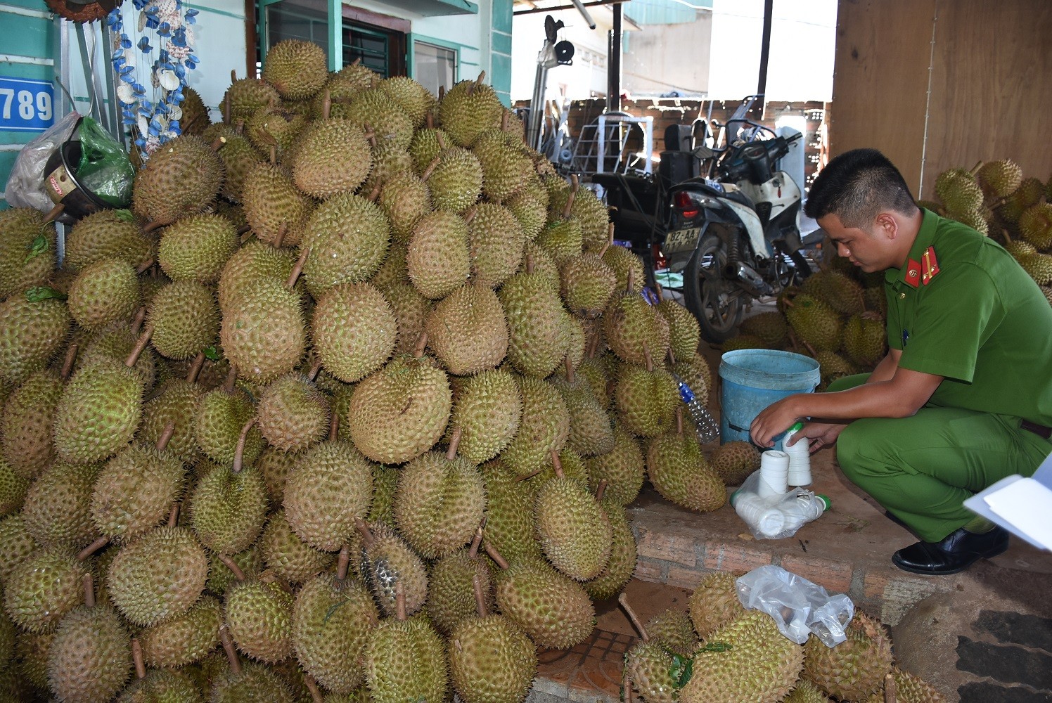 Pháp luật - Kon Tum: Bắt quả tang cơ sở làm chín sâu riêng bằng hóa chất