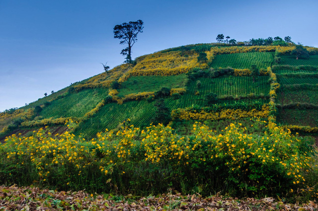 Xã hội - Người dân lo lắng hoa dã quỳ tàn trước hội (Hình 3).