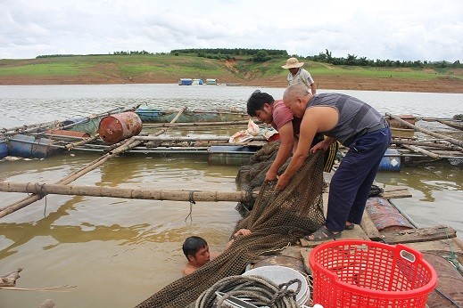 Xác định nguyên nhân khiến cá chết hàng loạt tại tỉnh Kon Tum (Hình 2).