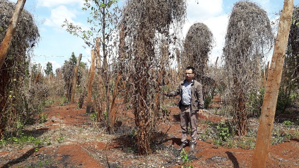 Kỳ lạ thương lái lén lút thu mua rễ tiêu bị bệnh với giá cao