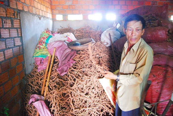 Kỳ lạ thương lái lén lút thu mua rễ tiêu bị bệnh với giá cao (Hình 2).