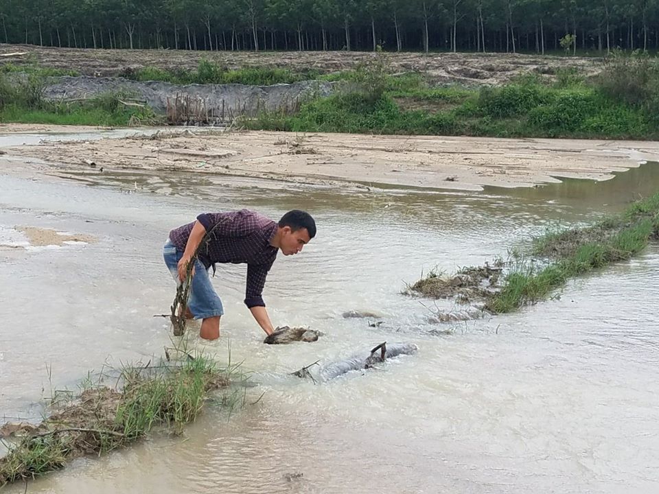 Môi trường - Gia Lai: Cát vùi lấp hàng chục ha lúa, người dân khốn khổ (Hình 2).