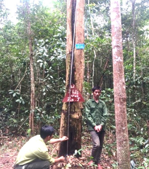 An ninh - Hình sự - Gia Lai: Tạm giữ 3 đối tượng cưa trộm gỗ quý trong rừng đặc dụng