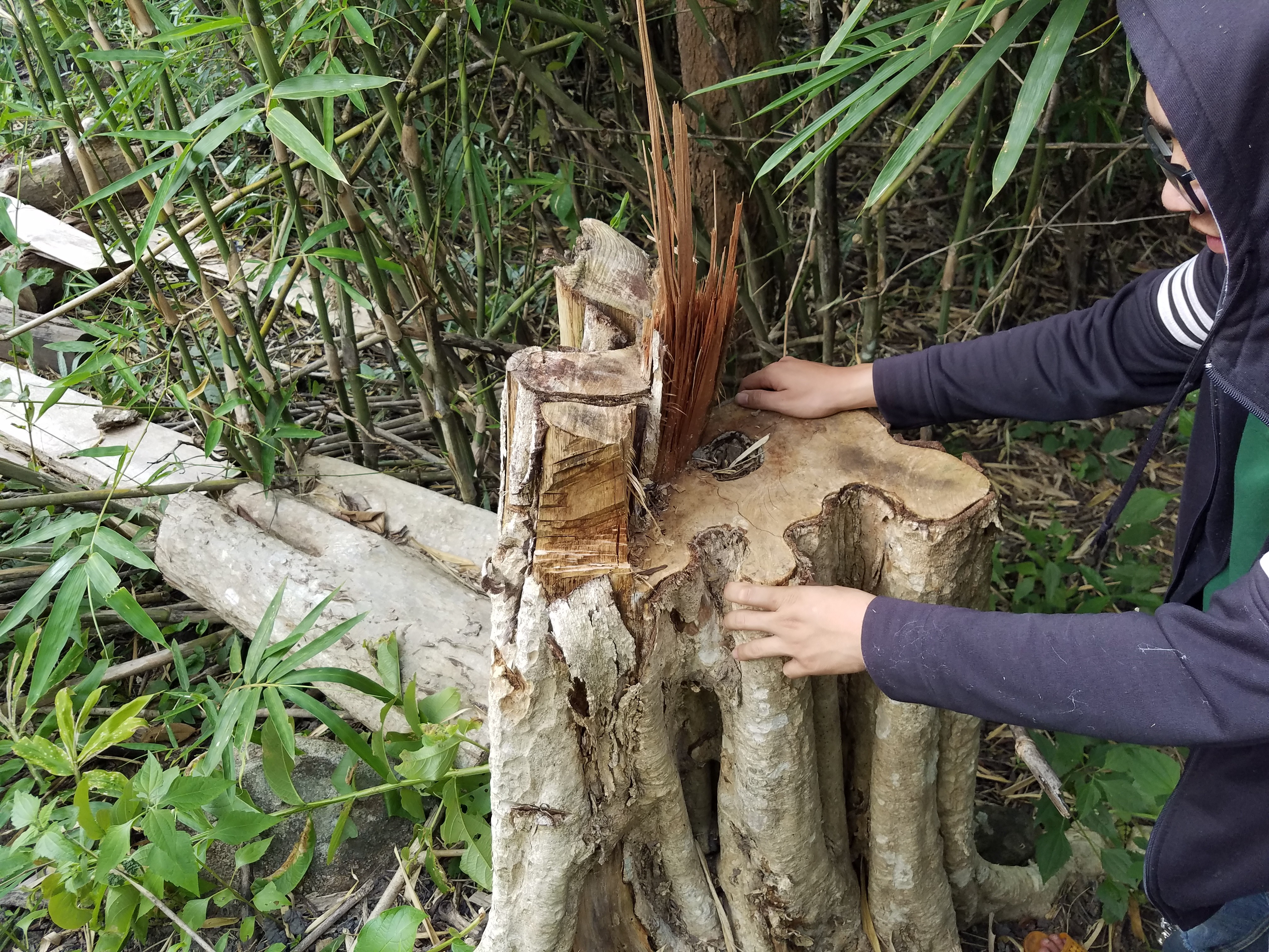 Hồ sơ điều tra - Vụ gỗ lậu ở Mang Yang: Cơ quan chức năng báo cáo 'thiếu' tang vật? (Hình 4).