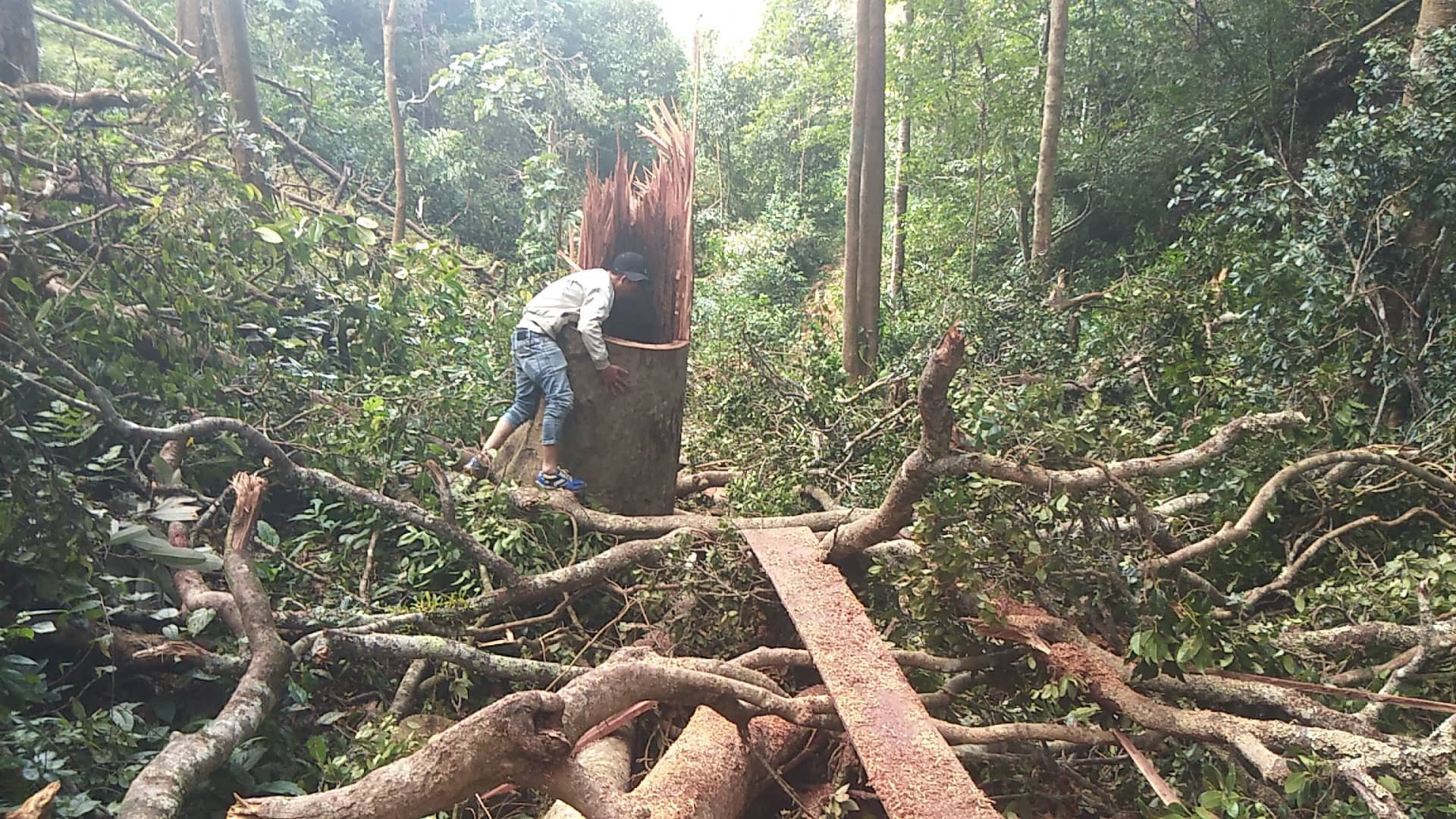 Xã hội - Đột nhập 'công trường' gỗ vừa bị 'lâm tặc' đốn hạ trong cánh rừng Mang Yang (Hình 3).