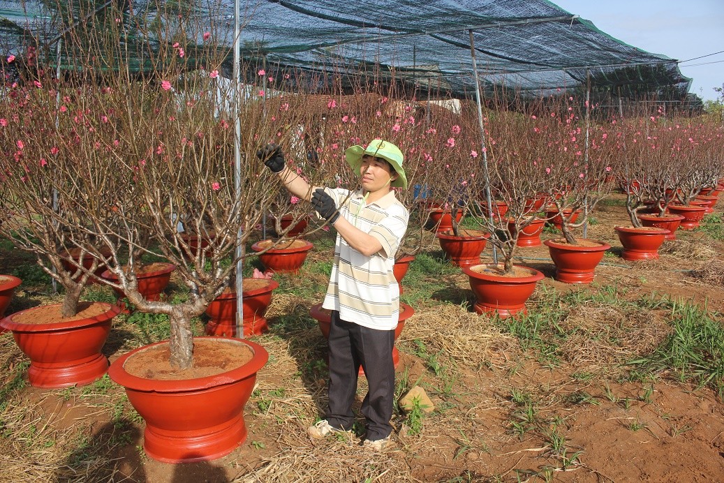 Tin nhanh - Chiêm ngưỡng vườn đào gốc Bắc khoe sắc trên Tây Nguyên  (Hình 4).