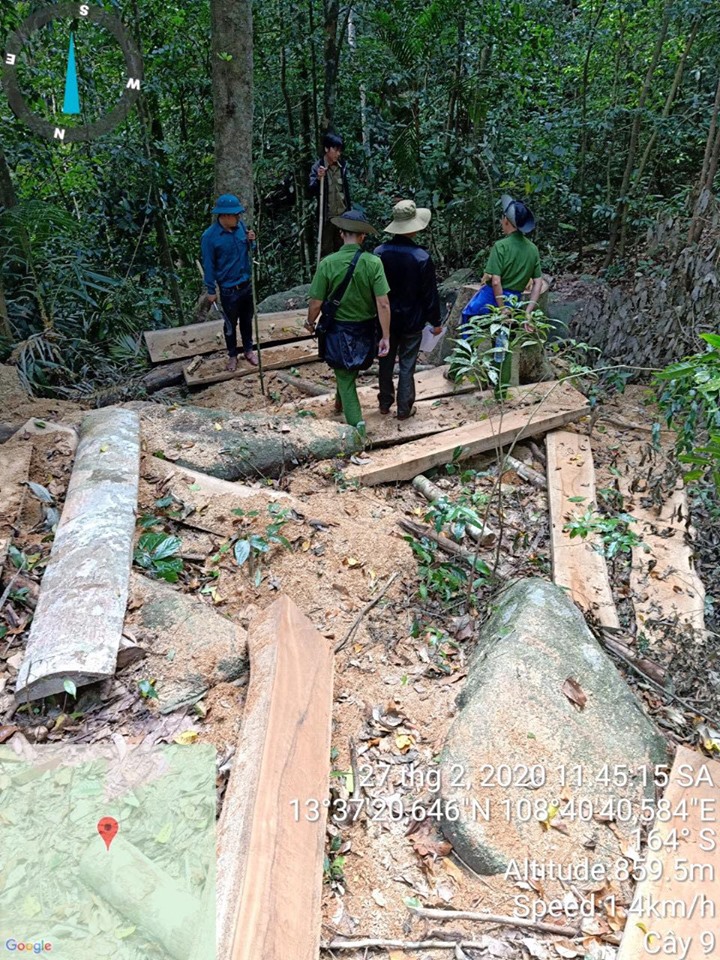 Môi trường - Điều tra làm rõ vụ lâm tặc đốn hạ 12 cây gỗ tại Gia Lai