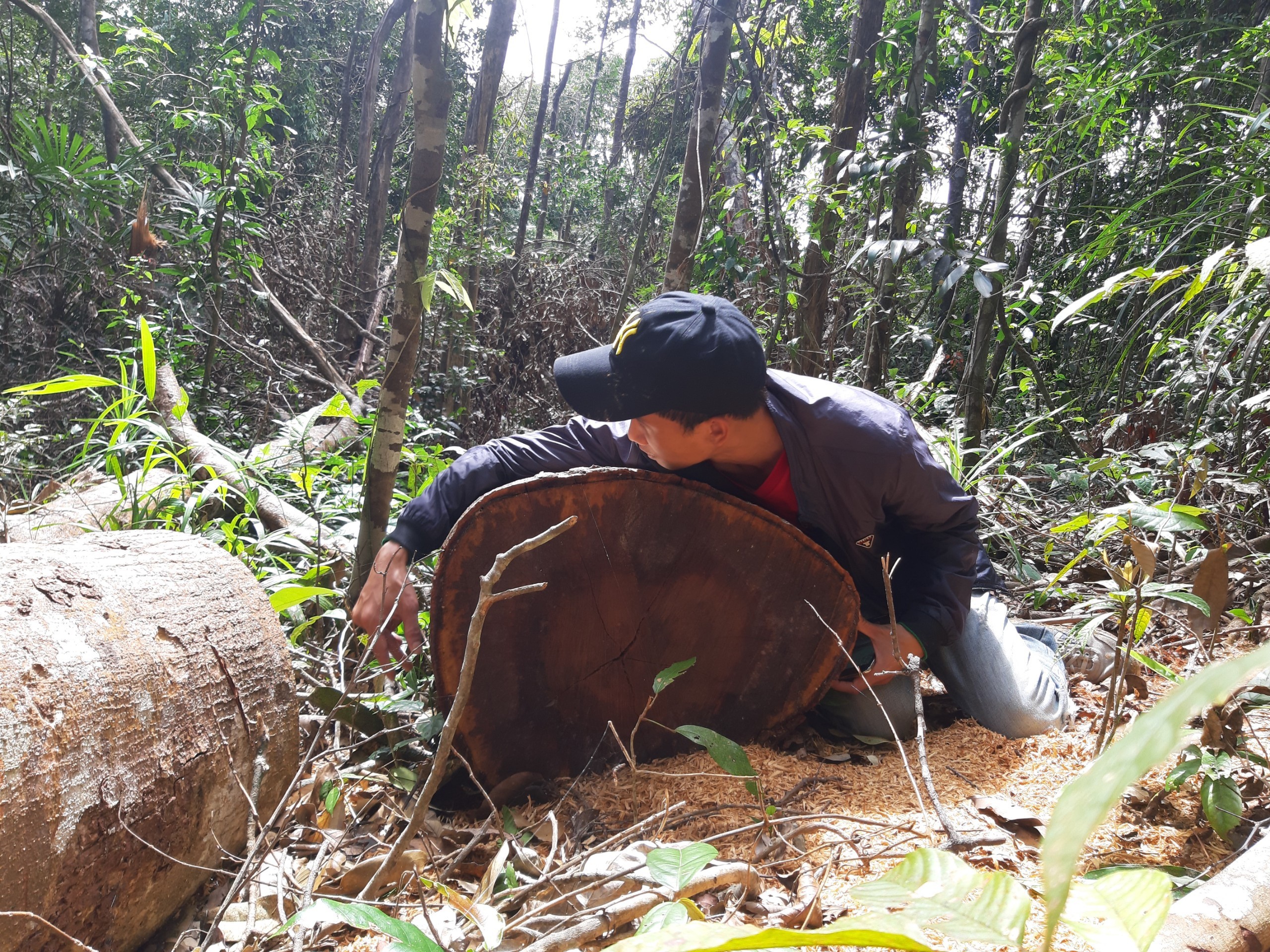 Tin nhanh - Gia Lai: Tan hoang rừng huyện Ia Grai (Hình 8).