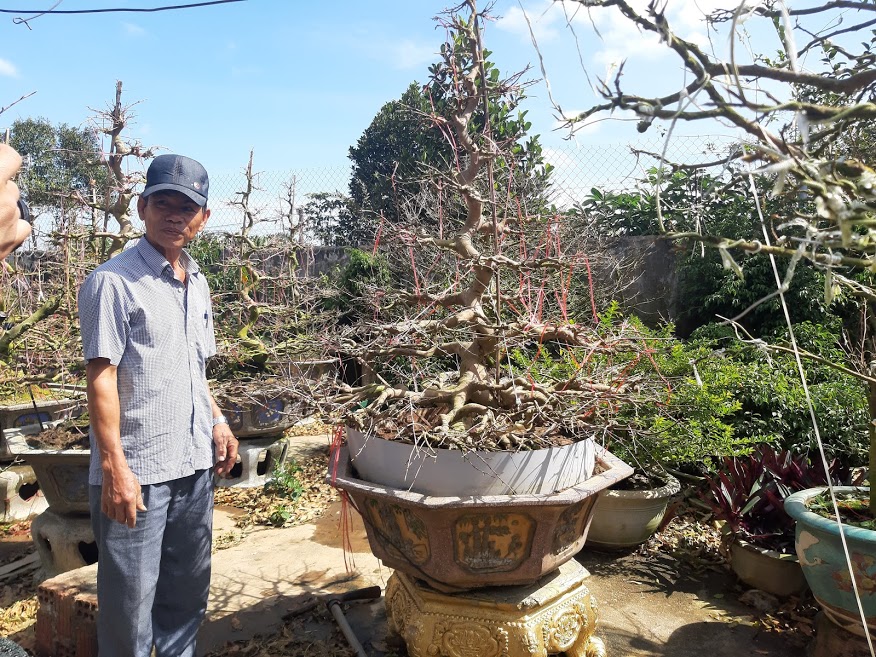 Văn hoá - Gốc mai cổ thụ trăm tuổi, chủ nhân quyết không bán vì quá quý giá (Hình 2).