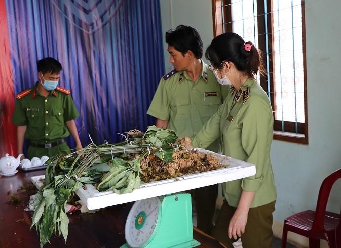 Tin nhanh - Kon Tum: Phát hiện loại củ giống sâm Ngọc Linh Kon Tum