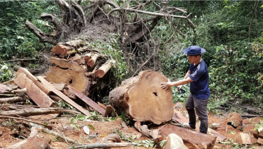 An ninh - Hình sự - Gia Lai: Khởi tố vụ triệt hạ cây gỗ hương quý hiếm