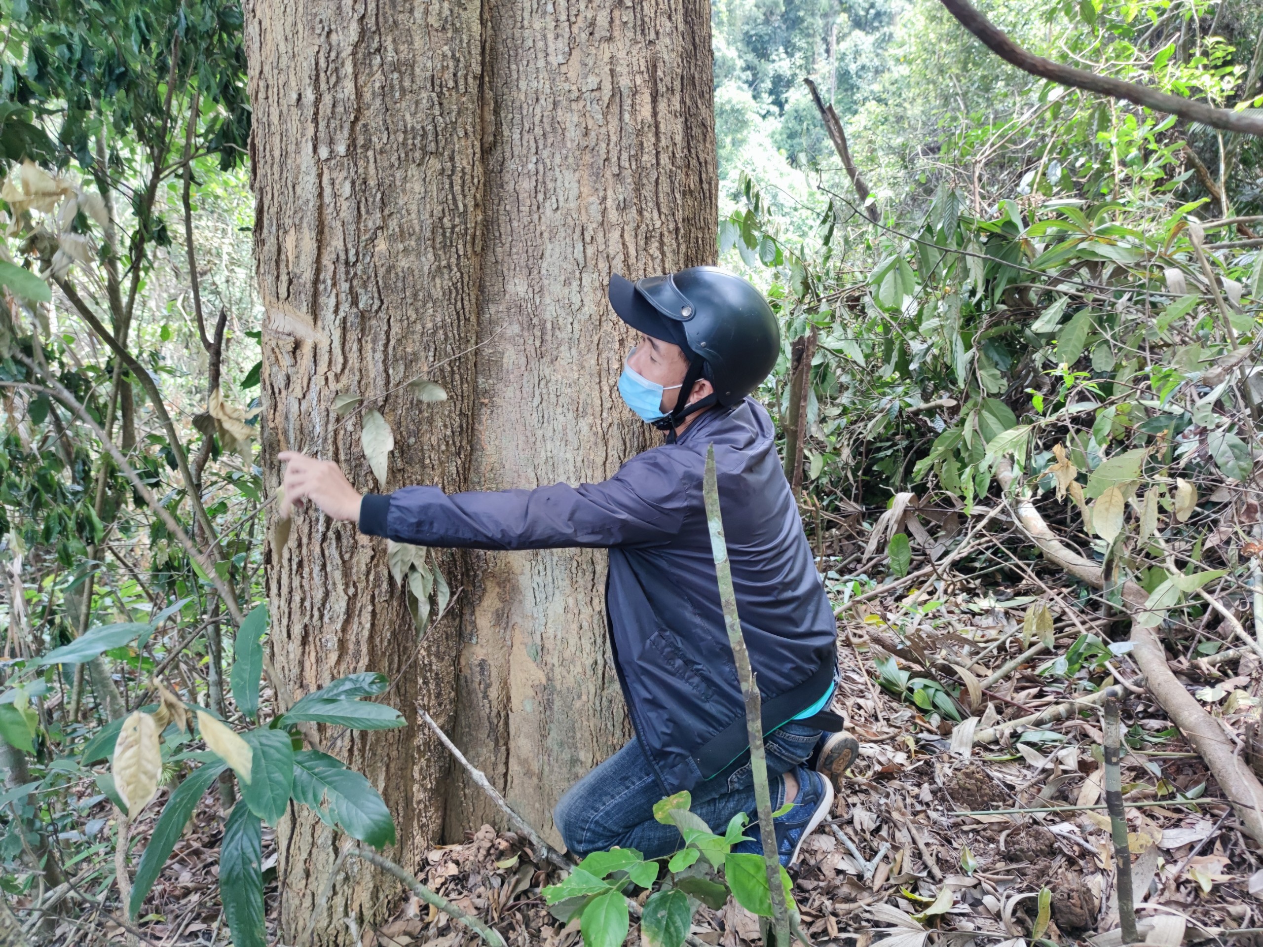 Môi trường - Gia Lai: “Máu rừng” vẫn chảy tại huyện Đắk Đoa  (Hình 6).