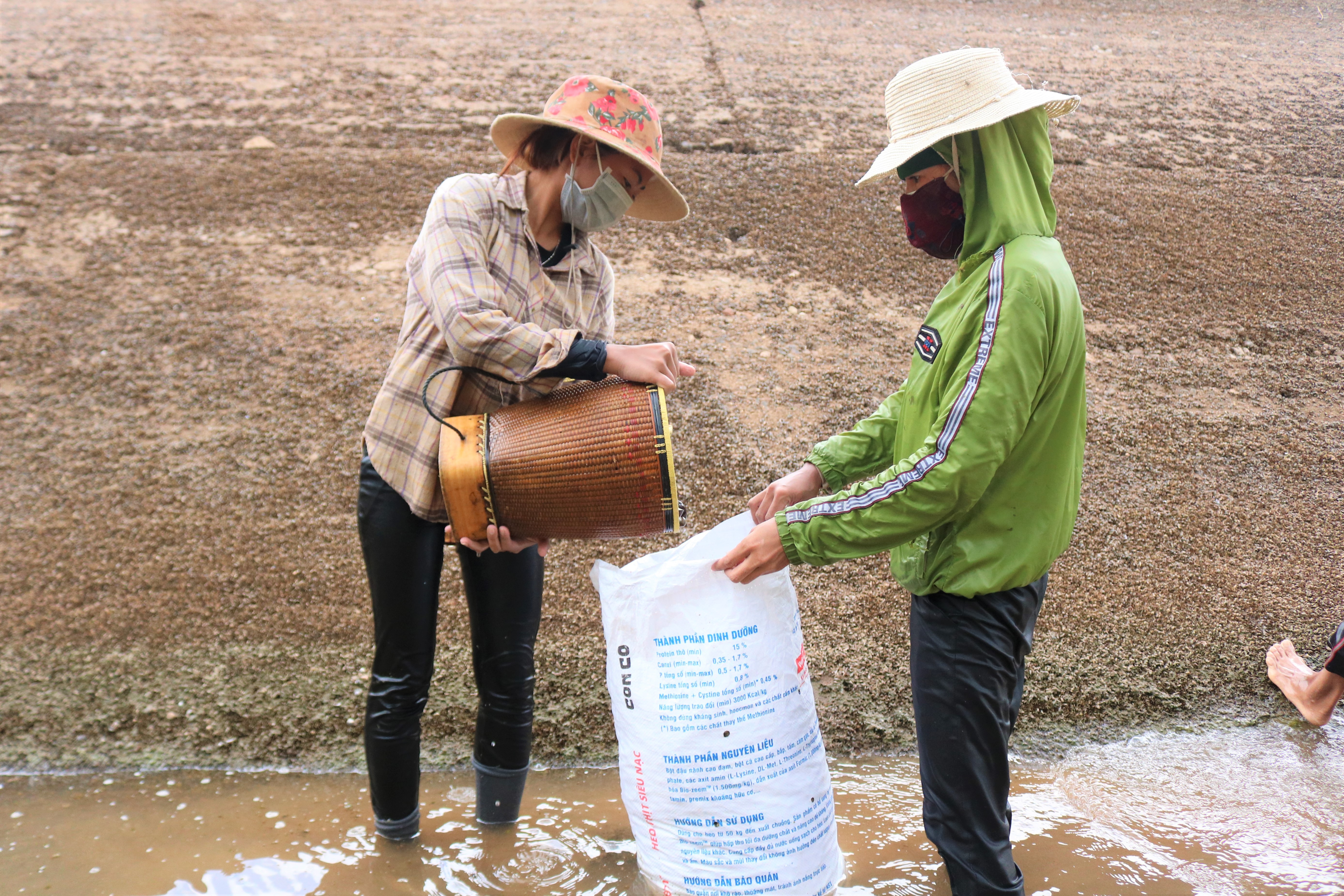 Dân sinh - Mùa hến về trên Cao nguyên (Hình 3).