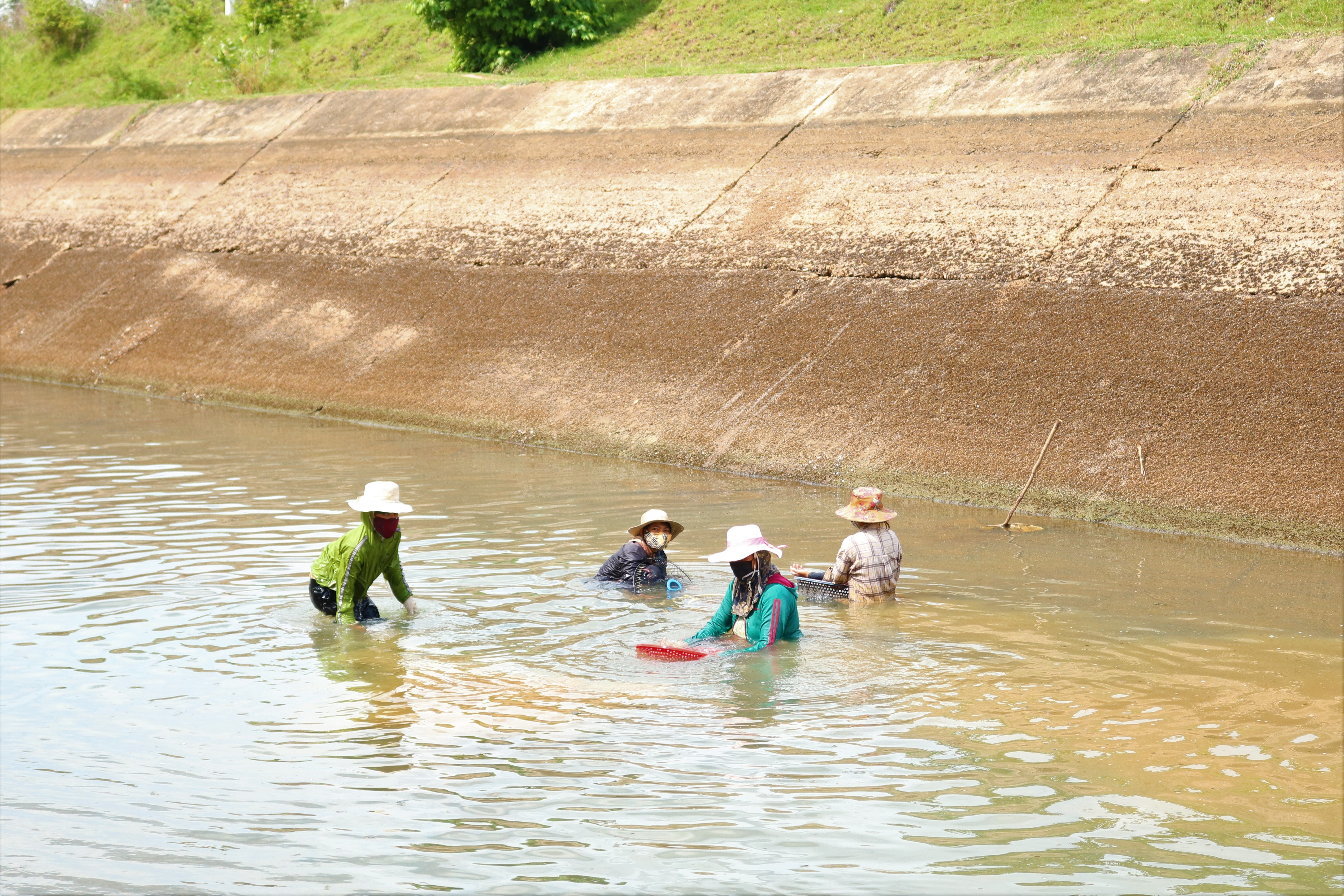 Dân sinh - Mùa hến về trên Cao nguyên (Hình 2).