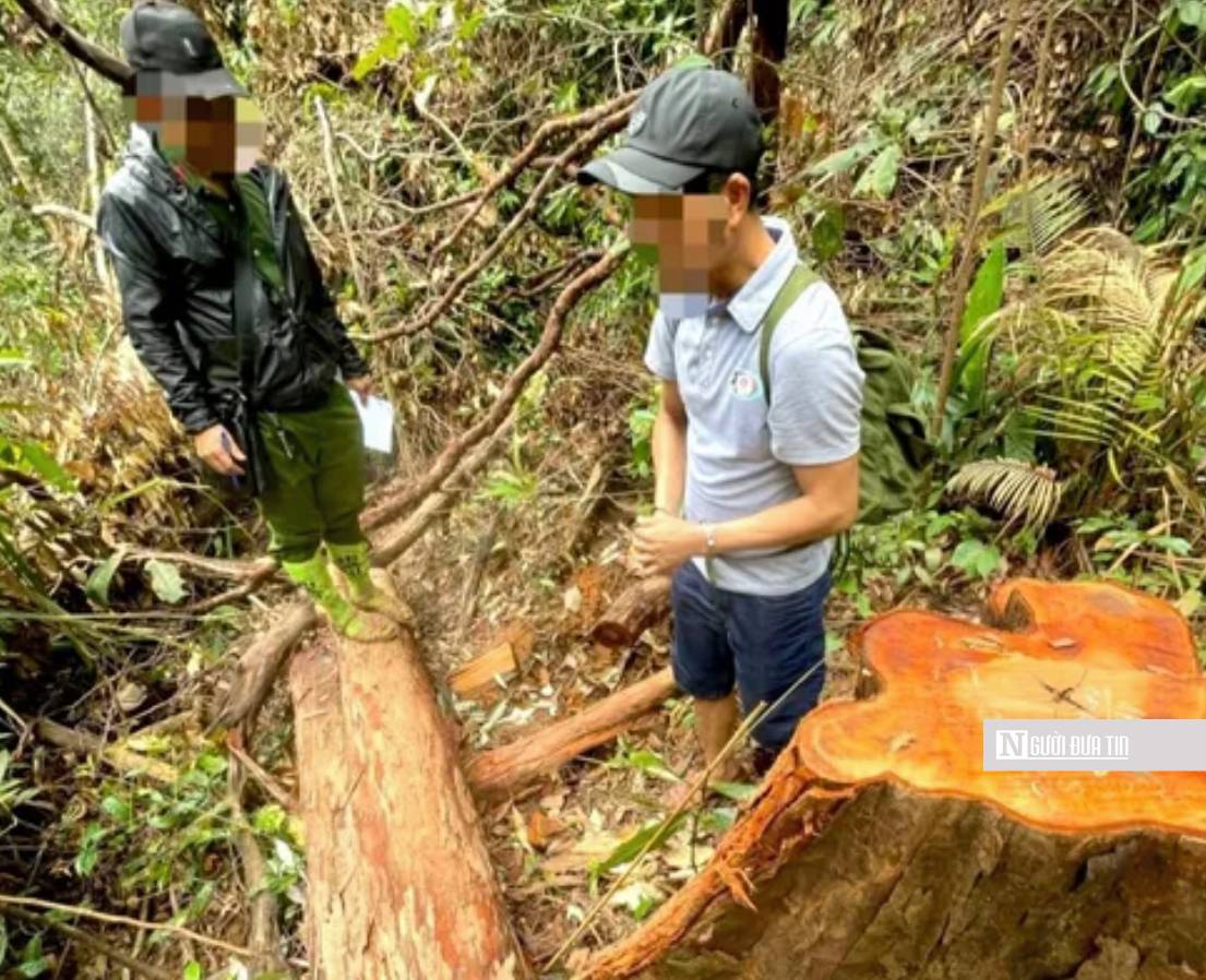 An ninh - Hình sự - Bắt 3 đối tượng liên quan vụ phá rừng quy mô lớn tại tỉnh Kon Tum (Hình 2).