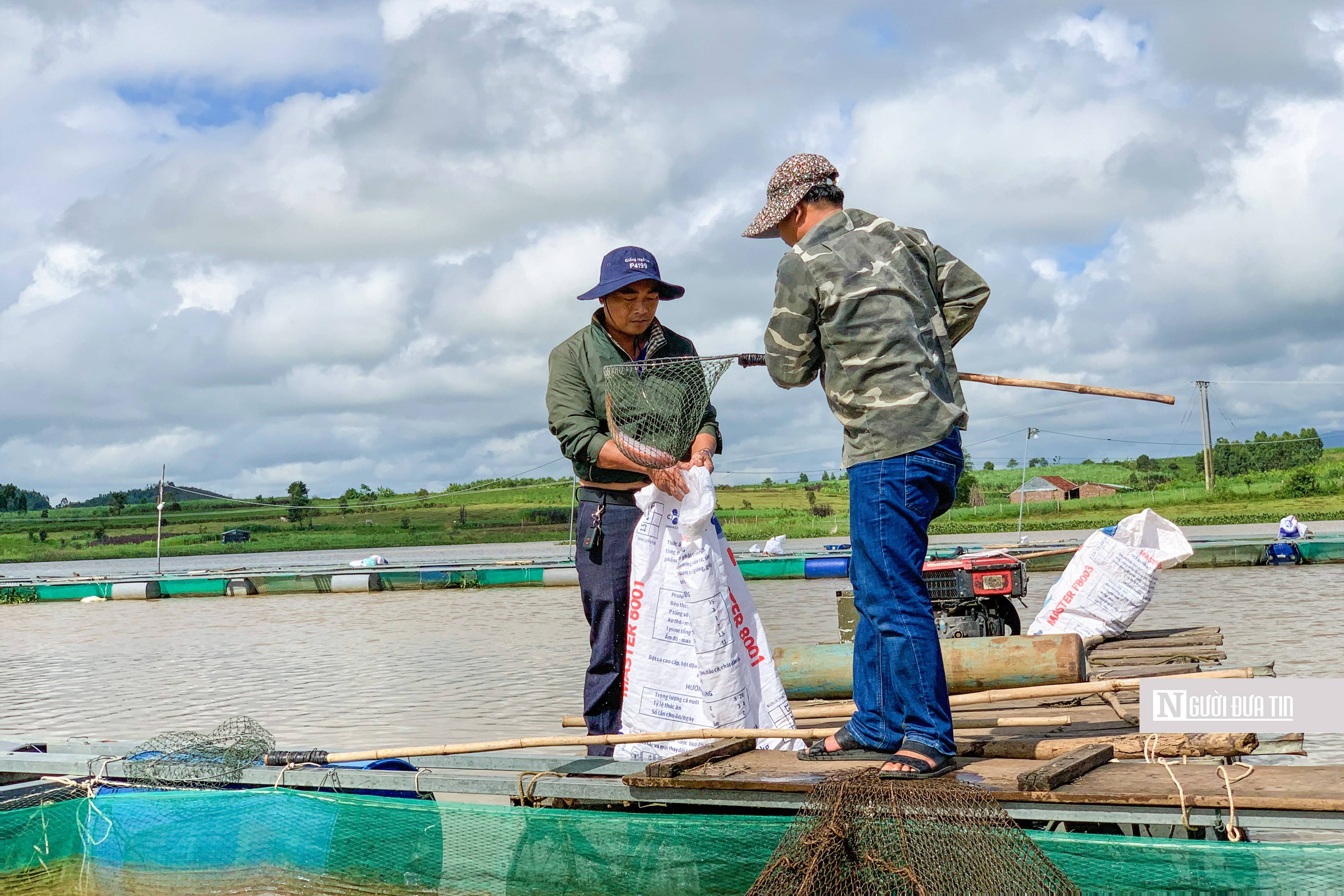 Dân sinh - Về “thủ phủ” cá lồng trên thủy điện An Khê (Hình 2).