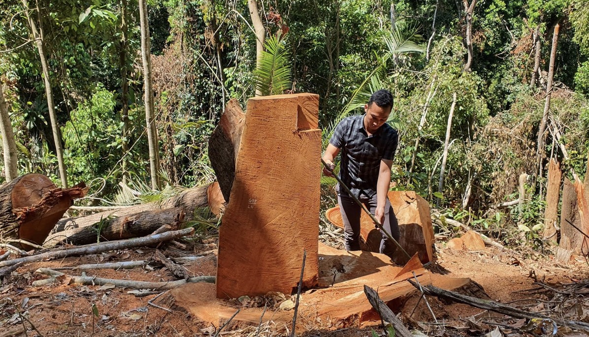 Hồ sơ điều tra - Kon Tum: Nhóm đối tượng phá rừng lãnh án 