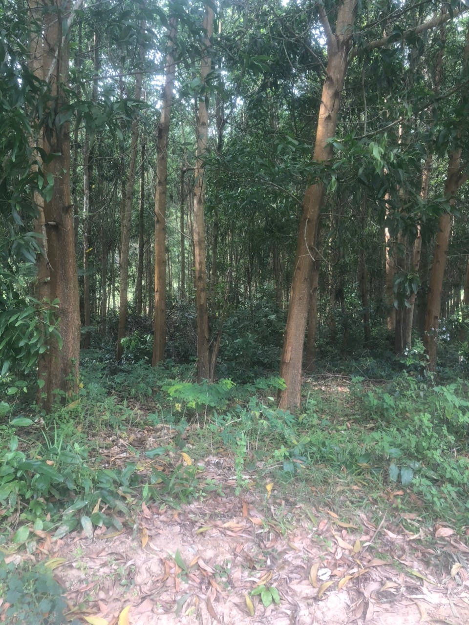Dân sinh - Gia Lai: Dân nghèo đổi đời nhờ trồng rừng