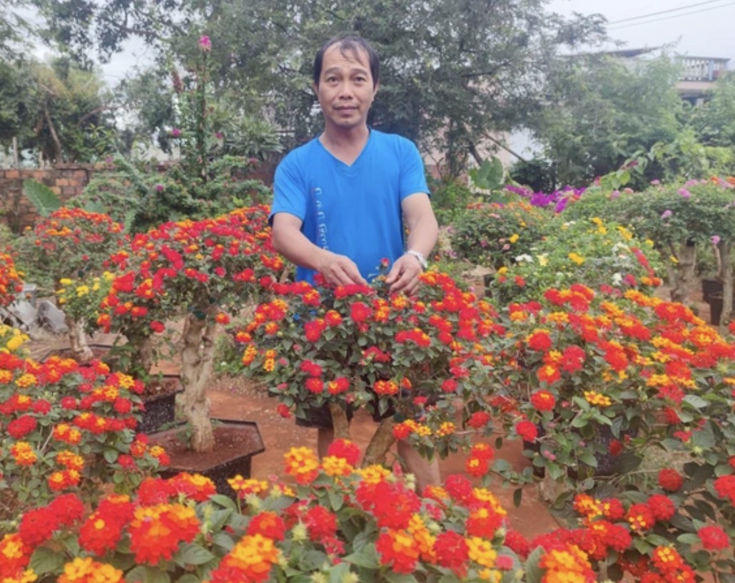 Dân sinh - Gia Lai: Nông dân biến hoa dại thành bonsai hút khách ngày Tết 