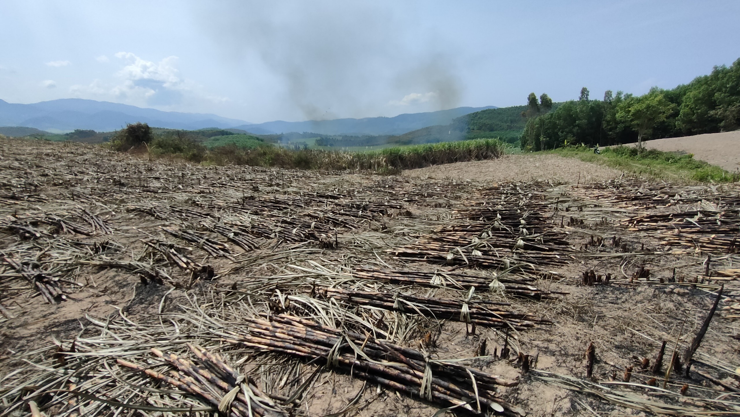 Dân sinh - Gia Lai: Làm rõ việc hàng trăm héc ta mía sắp thu hoạch bị cháy