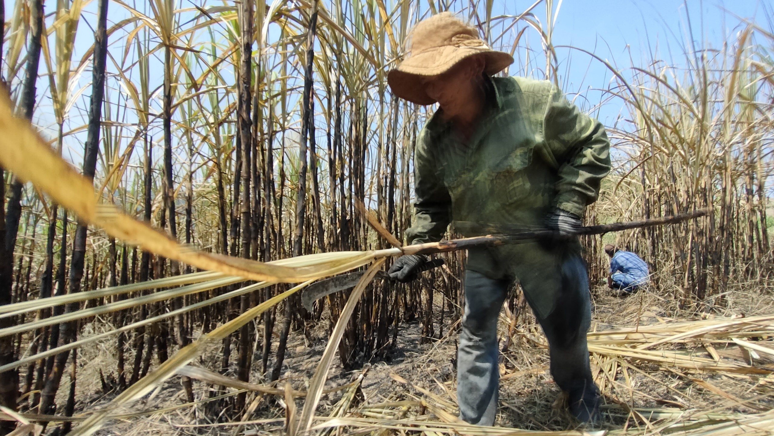 Dân sinh - Gia Lai: Làm rõ việc hàng trăm héc ta mía sắp thu hoạch bị cháy (Hình 2).