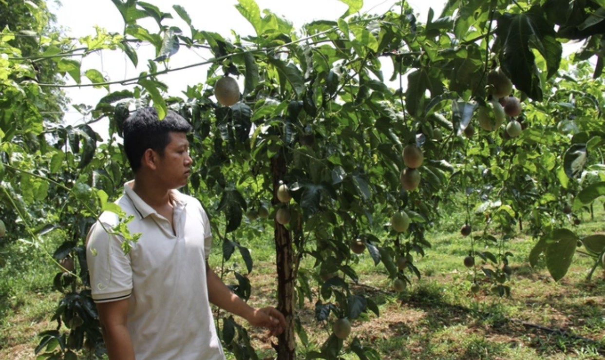 Dân sinh - Gia Lai: Chanh dây rớt giá, nông dân đối mặt nỗi lo lỗ vốn (Hình 2).