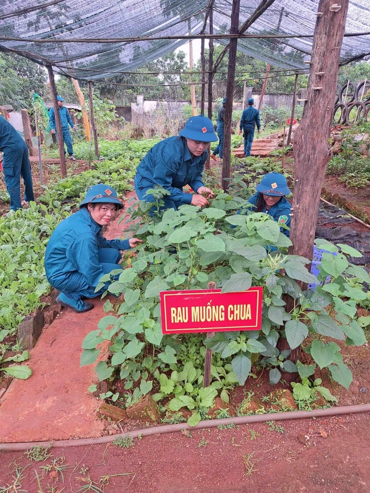 Dân sinh - Gia Lai: Dân quân thường trực biên giới (Hình 2).