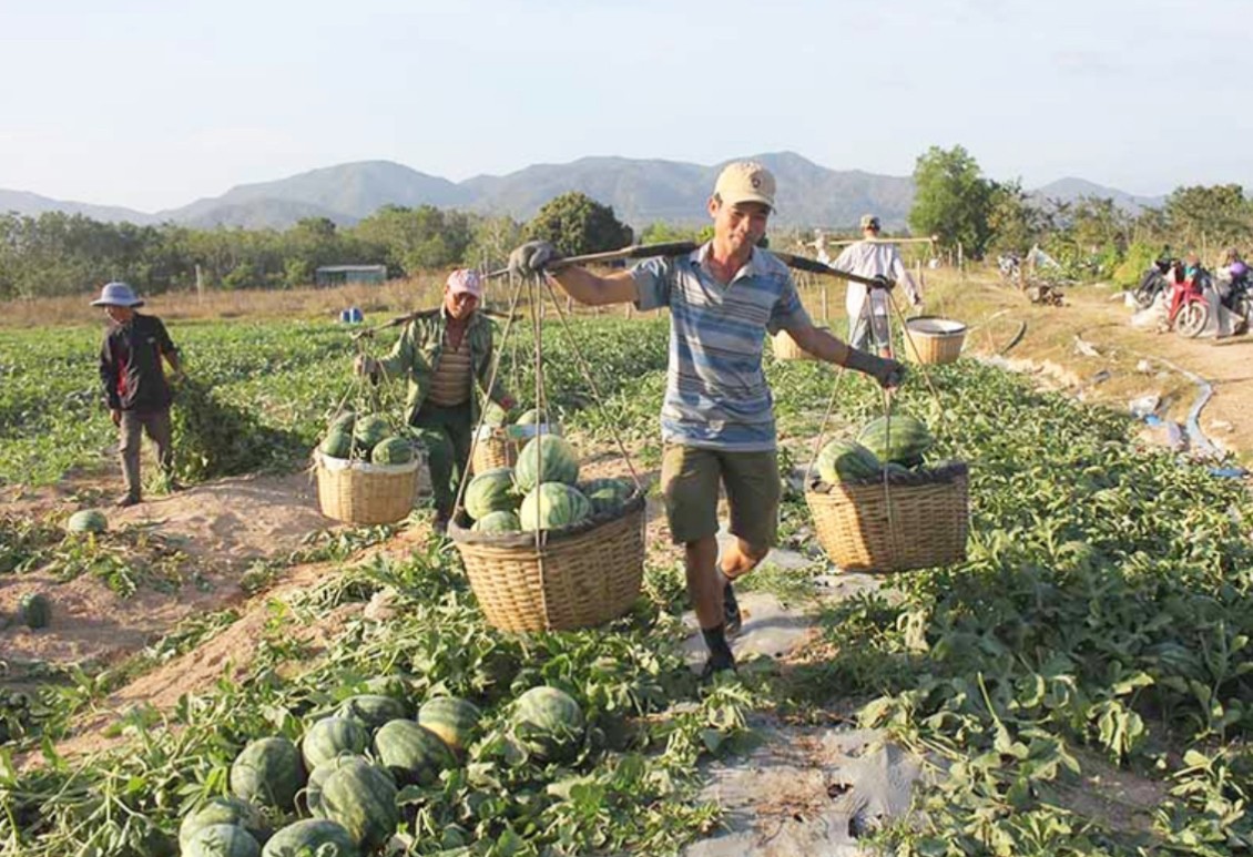 Dân sinh - Gia Lai: Nông dân phấn khởi vụ dưa được mùa