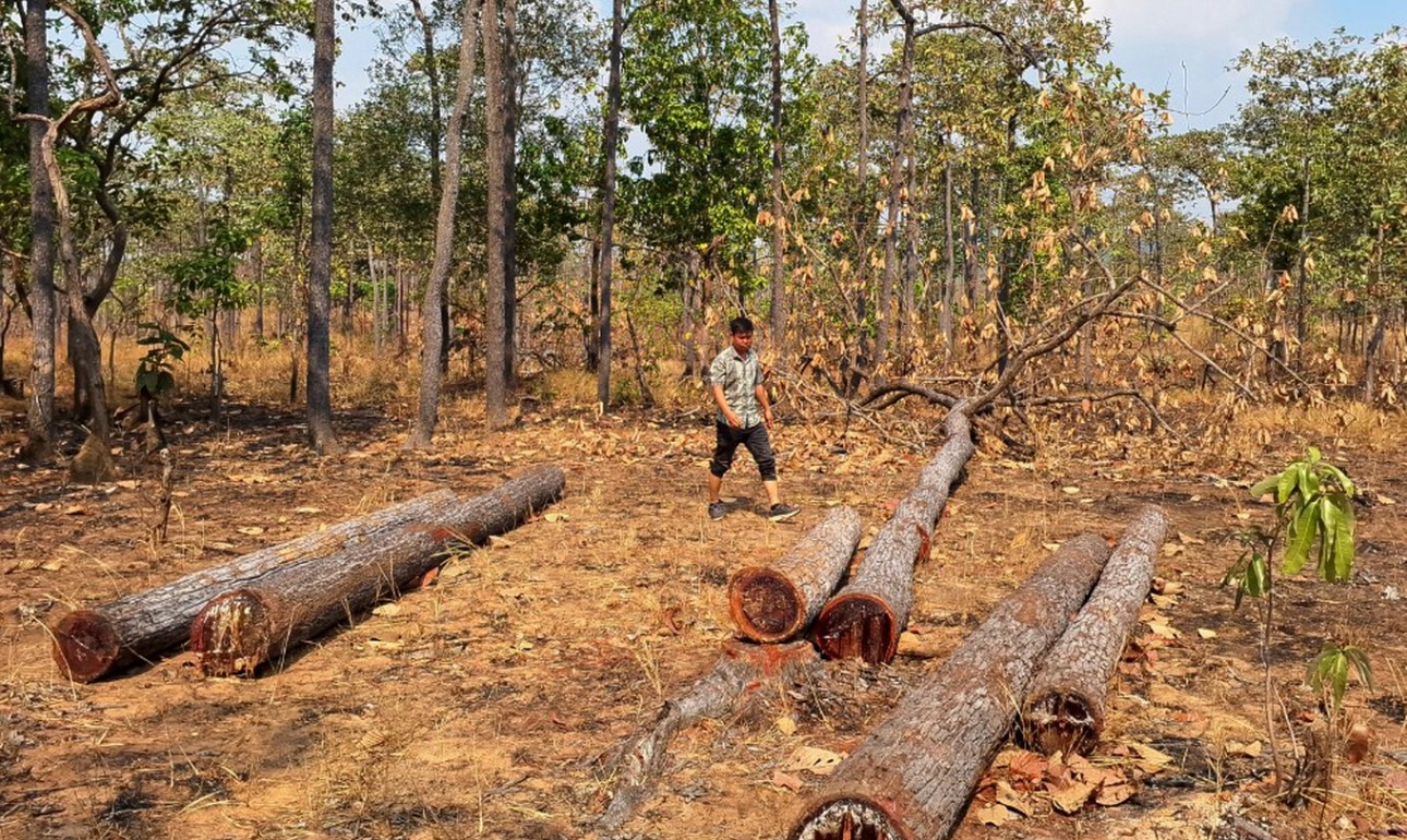 Hồ sơ điều tra - Gia Lai: Điều tra vụ 30 đối tượng khai thác gỗ trái phép (Hình 3).