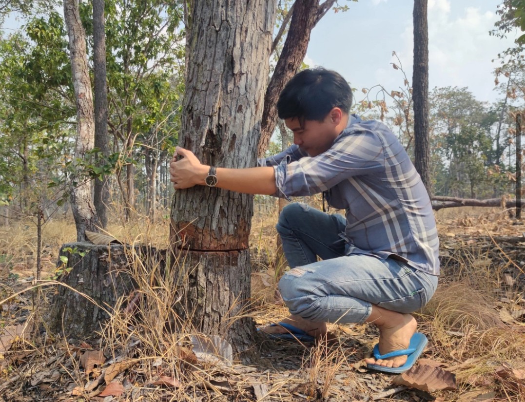 Hồ sơ điều tra - Gia Lai: Điều tra vụ 30 đối tượng khai thác gỗ trái phép (Hình 4).