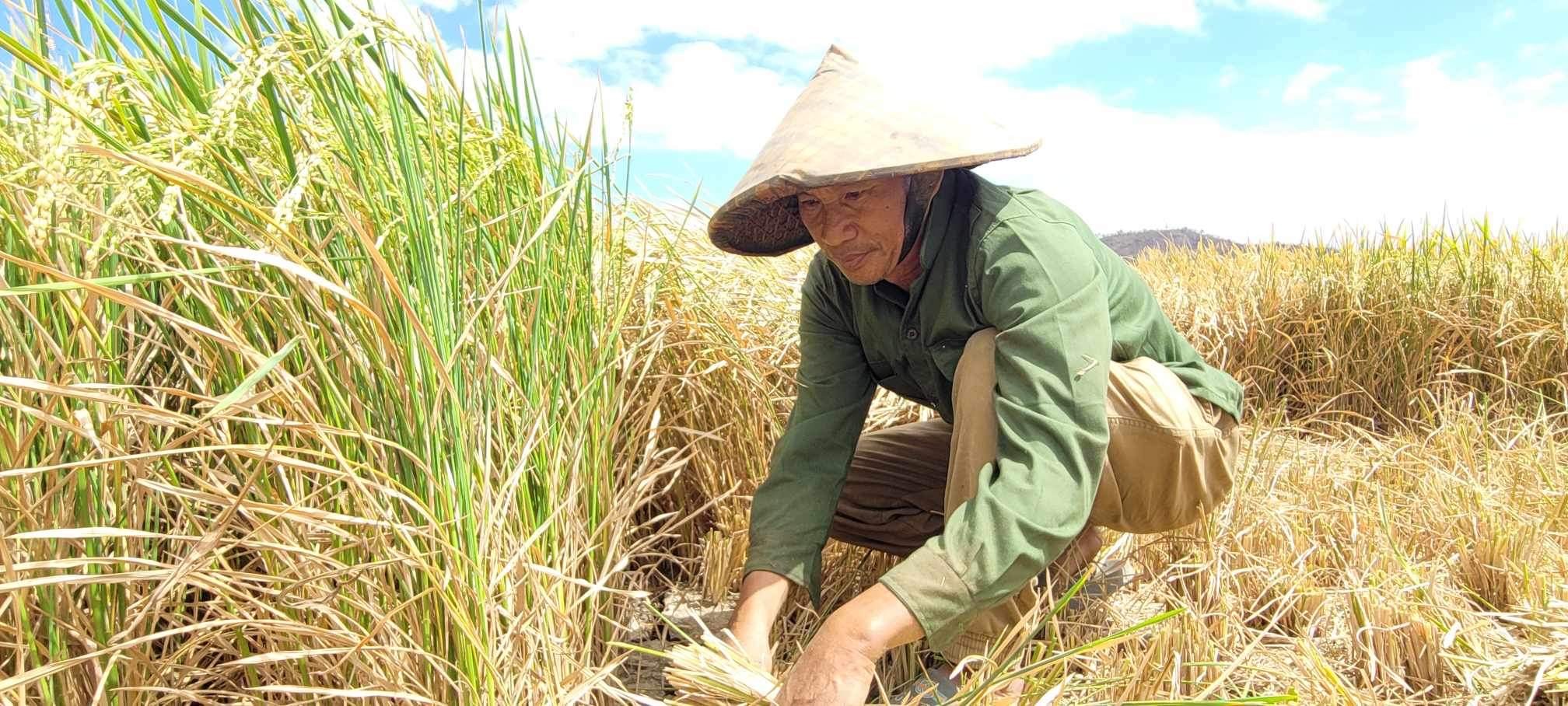 Môi trường - Tây Nguyên đứng trước nỗi lo khô hạn, cháy rừng (Hình 5).