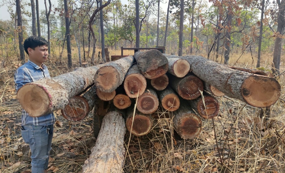 An ninh - Hình sự - Gia Lai: Khởi tố vụ phá rừng tại xã biên giới  (Hình 2).