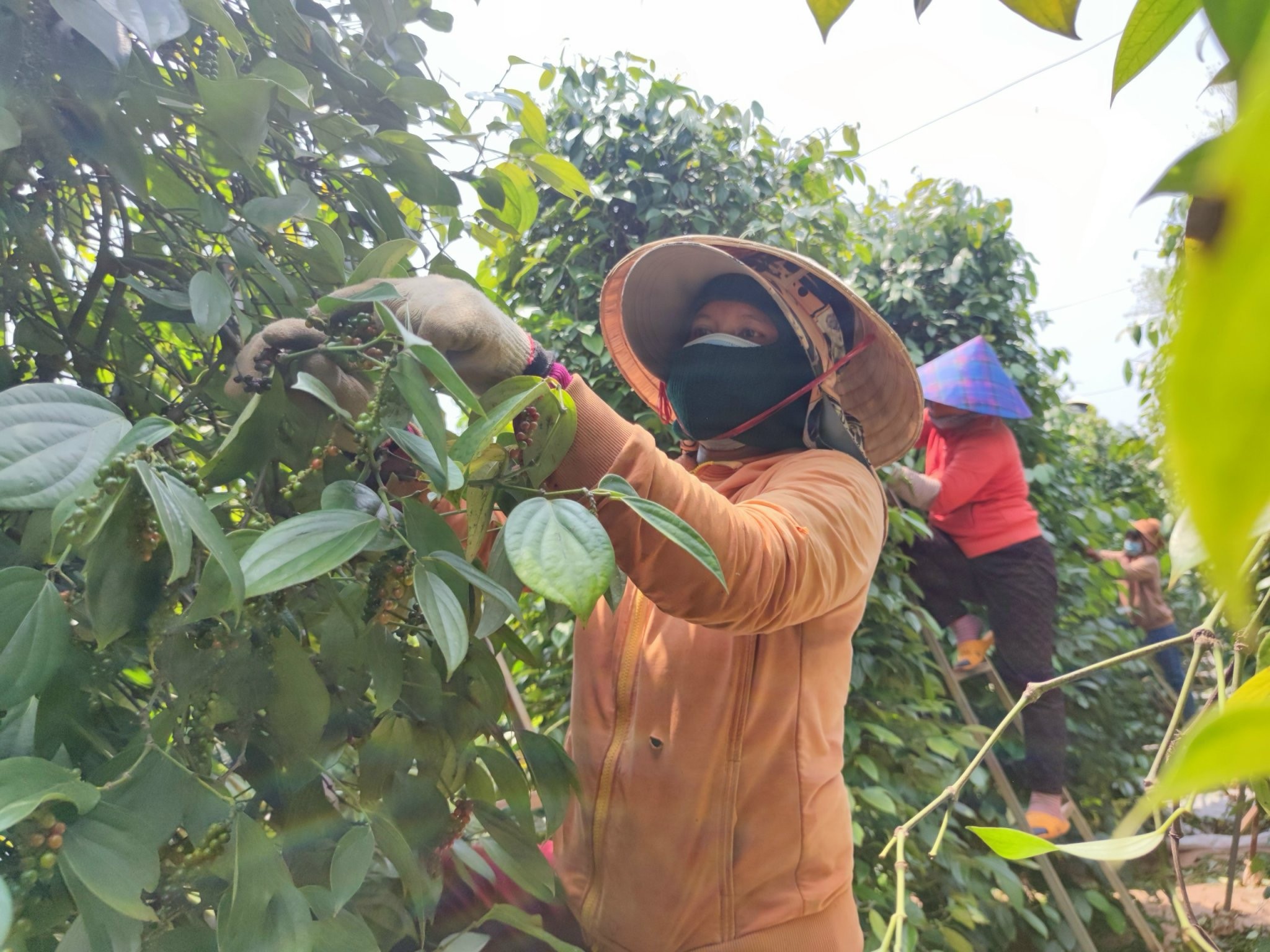 Tiêu dùng & Dư luận - Gia Lai: Hồ tiêu lên giá, nông dân phấn khởi (Hình 2).