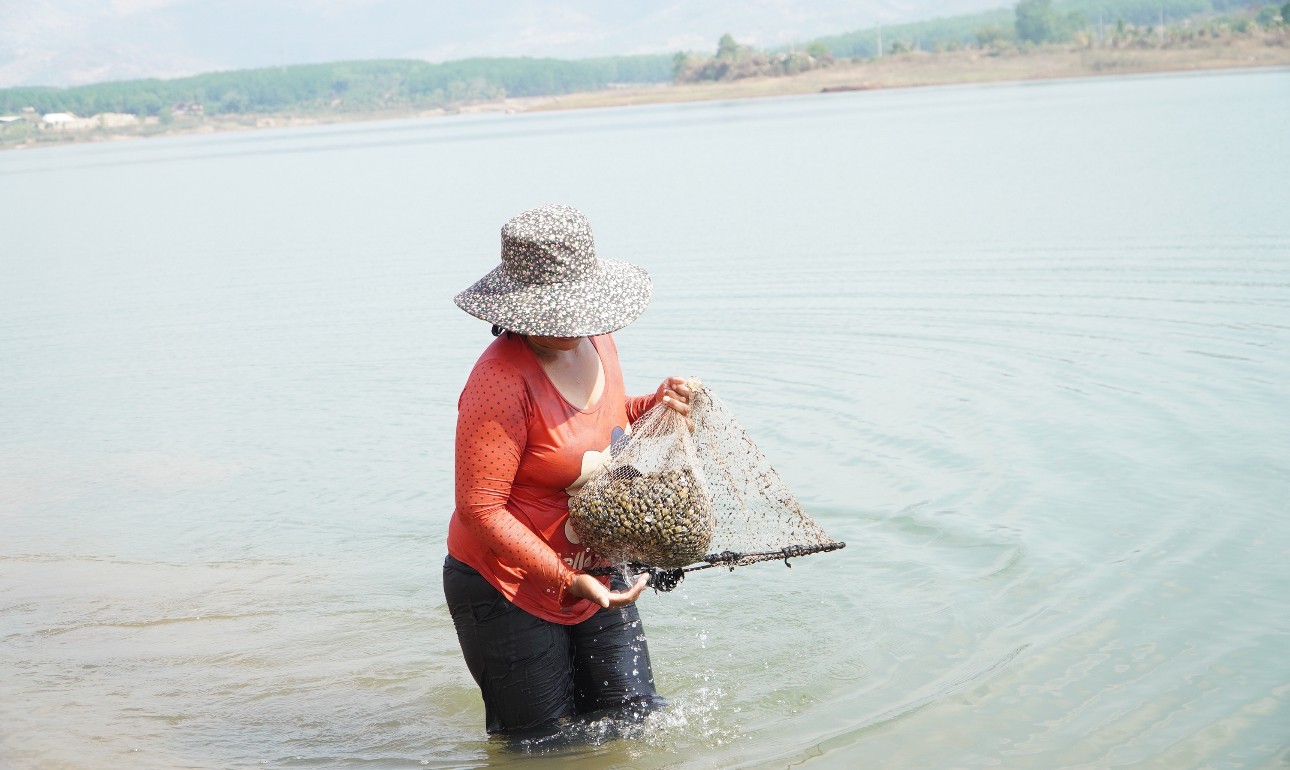 Dân sinh - Mùa hến về trên Tây Nguyên (Hình 3).