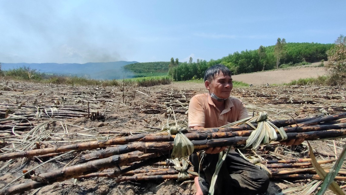 Dân sinh - Gia Lai: Nắng nóng kéo dài, người dân lo mía cháy (Hình 2).