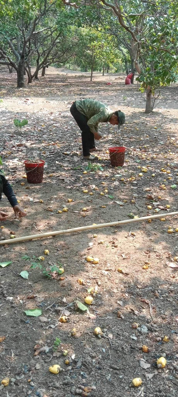 Tiêu dùng & Dư luận - Gia Lai: Người trồng điều tìm cách ứng phó “điệp khúc” mất mùa, rớt giá 