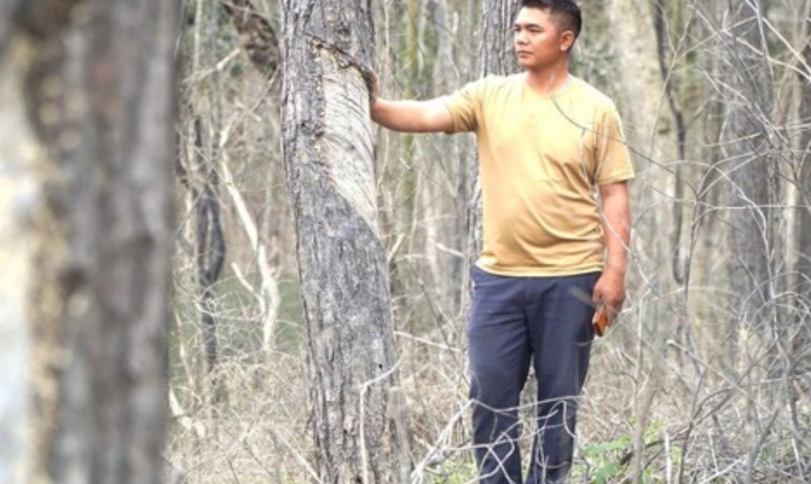 Môi trường - Kon Tum: Đề nghị xử lý 15 cán bộ vụ hơn 25ha rừng bị chết úng 