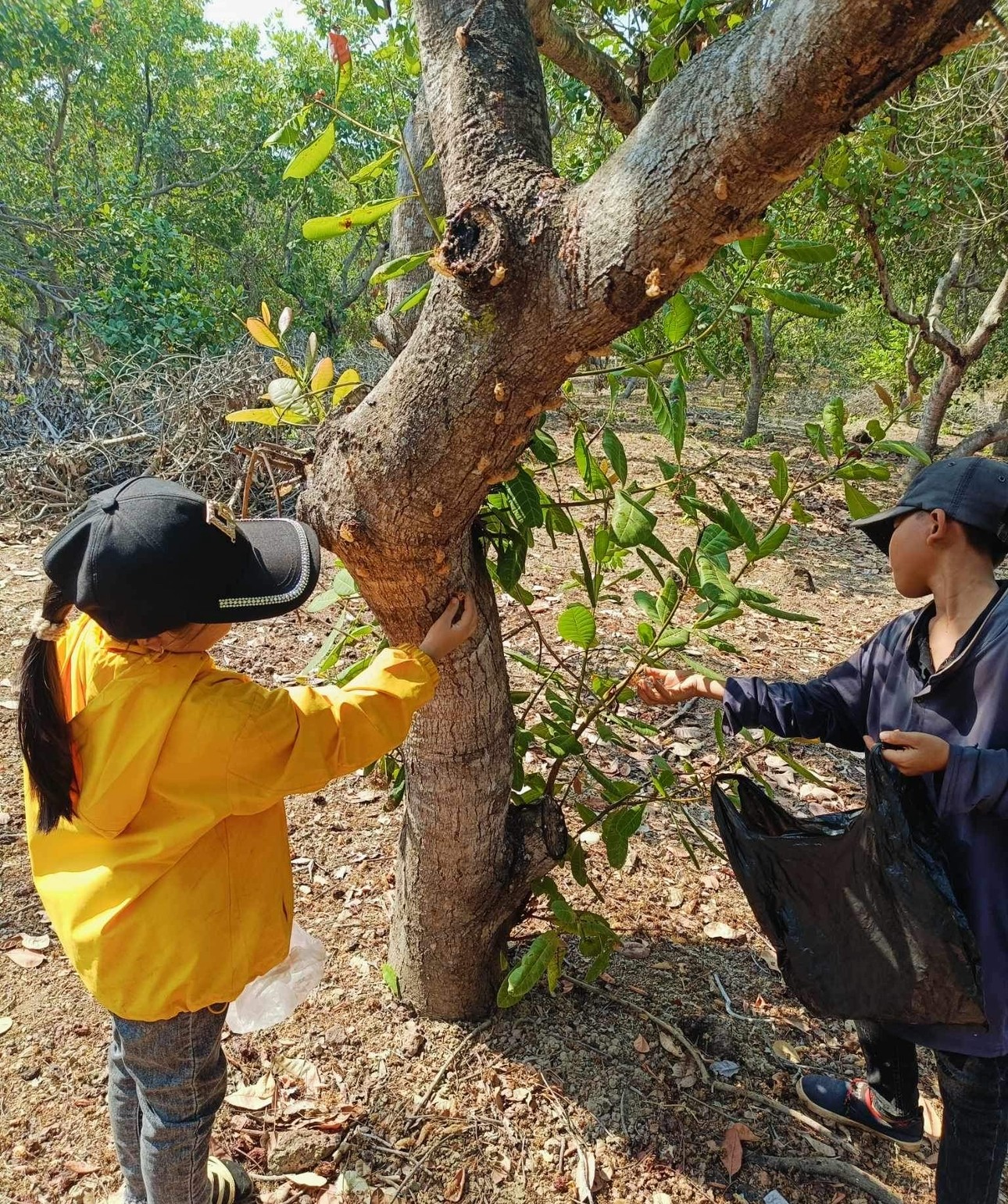 Dân sinh - Vì sao thương lái nước ngoài lùng mua xác ve sầu ở Tây nguyên? (Hình 3).