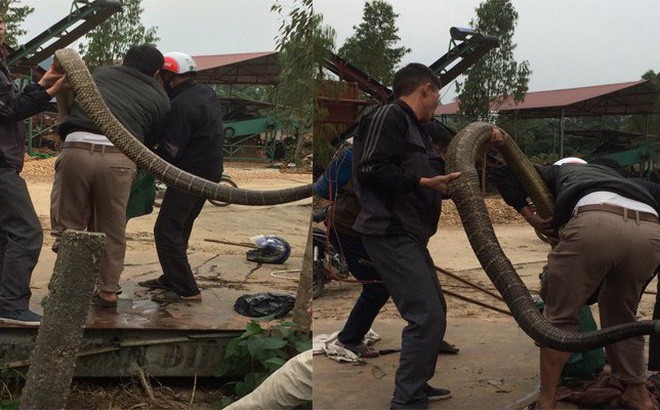 Mới- nóng - Clip: Cận cảnh màn vây bắt rắn hổ mang nặng gần 20kg ở Vĩnh Phúc