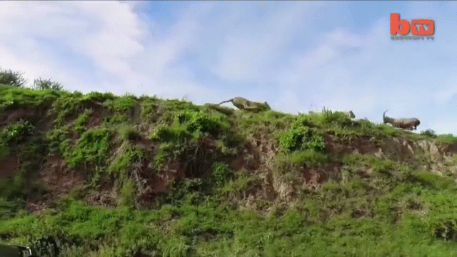 Giải trí - Clip: Sư tử phục kích, phi thân tóm gọn linh dương giữa không trung