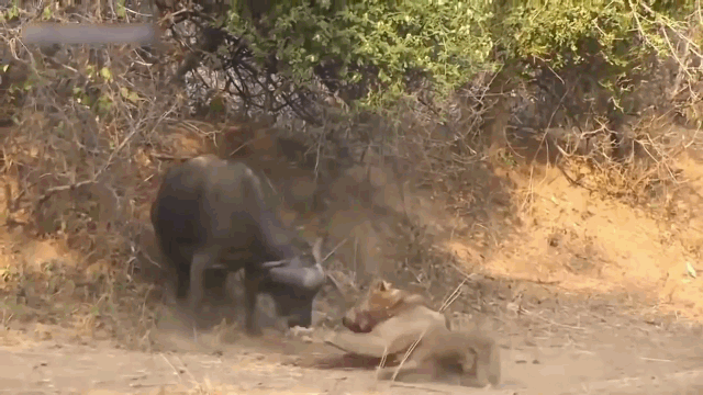 Giải tr&iacute; - Clip: Tr&acirc;u rừng 'tẩn' sư tử gần chết v&agrave; m&agrave;n đ&aacute;nh nhau căng thẳng chưa từng thấy