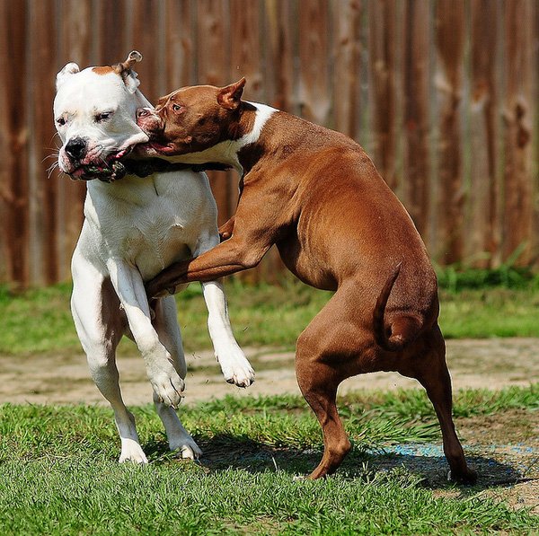 Mới- nóng - Clip: Kinh hoàng cảnh chó Pitbull lao vào cắn chết dê ngay trên phố (Hình 3).