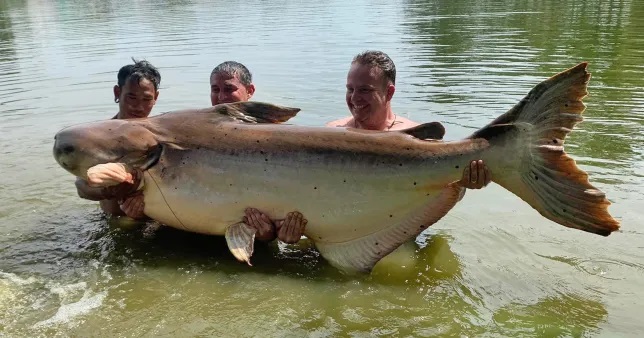 Video - Clip: Cần thủ câu được con cá tra dầu nặng gần 200 kg (Hình 2).