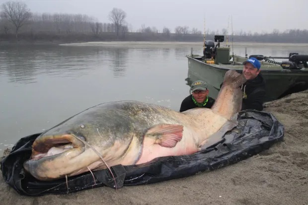 Đời sống - Người đàn ông câu được cá da trơn khổng lồ dài 2,64 mét, nặng 130kg (Hình 2).