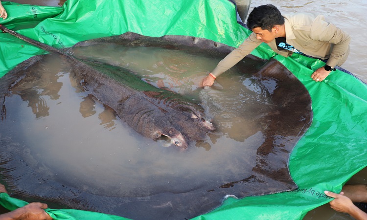 Video - Người đàn ông câu được cá đuối khổng lồ dài gần 4 mét, nặng 300kg (Hình 2).