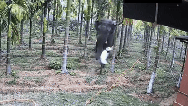 Clip: Bị voi tấn công, người đàn ông sợ hãi chui vào gầm ô tô